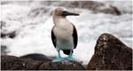 06.Galapagos.04.Blue footed booby