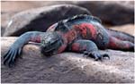 06.Galapagos.06.Marine iguana on Espanola