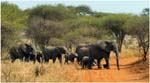 17.Safari.02.Tarangire elephants