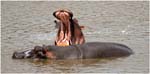 17.Safari.06.Mara River hippos