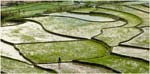 21.Vietnam.05.Rice terraces near Dien Bien Phu