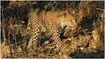 23.Botswana.04.Leopard