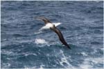 013. Royal albatross