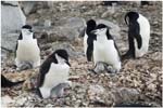 024. Chinstrap penguins with young chicks