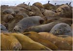 132. A carpet of elephant seals at Hannah Point
