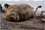 142. Elephant seal and Gentoo penguin at Hannah Point