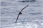 146. Wandering Albatross in the Drake Passage