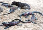 023. Baby sea lion and iguanas on Espanola