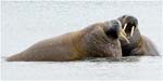 008. Walruses at Poolepynten