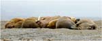 014. Walrus haulout