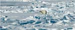 053. Polar bear on the Arctic ice