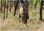 022. Kangaroo beside the Kakadu Highway