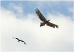 042. Wedgetailed Eagle and Whistling Kite