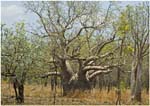 043. Boab tree beside the road to Kununurra