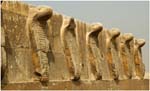 066. A row of Cobras at Saqqara