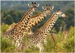 002. Giraffes in Arusha National Park