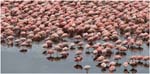 009. Flamingoes on Big Momella Lake, Arusha