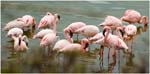 011. Flamingoes on Big Momella Lake, Arusha