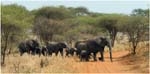 020. Elephants crossing, Tarangire