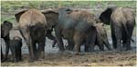 039. Elephant mudbath, Tarangire