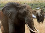 040. Muddy elephant, Tarangire