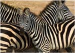 041. Zebras, Tarangire