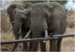 044. Elephants at Tarangire Treetops
