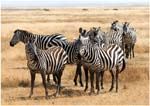 056. Zebras, Ngorongoro