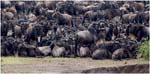 066. Wildebeest massing for a migration crossing