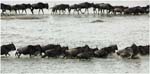 070. The migration crossing the Mara River