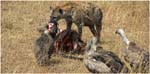 080. Hyenas and vultures with kill