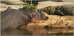 085. Hippo and friend in the Mara Riv