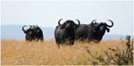 087. Buffaloes in the northern Serengeti