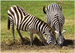 107. Zebras, Serengeti