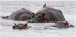 114. Hippos, Lake Manyara