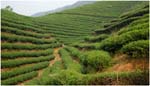093. Tea terraces near Chengyang