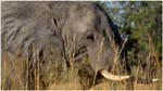 006. Elephant near Kwara camp