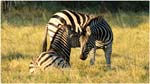 008. Zebras near Kwara camp