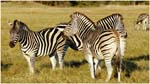 009. Zebras near Kwara camp