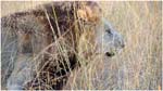 032. Lion in Kwara grass