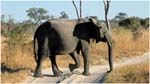 047. Savute elephant crossing the road