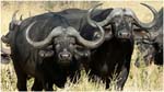 056. Savute buffaloes