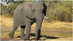 061. A Savute elephant