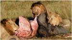 066. Lions feeding on killed elephant