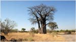 071. Baobab tree at Savute