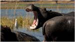 110. Chobe hippos and egret