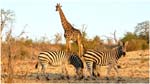117. Giraffe with zebras in Chobe NP