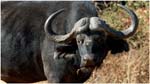 119. Buffalo in Chobe NP