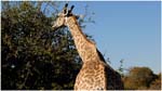 122. Giraffe in Chobe NP
