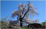 031.Kyoto Cherry Tree